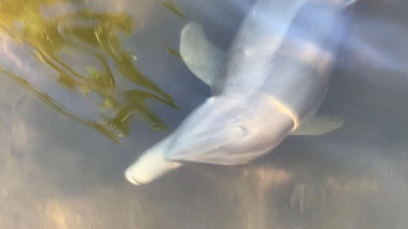 Momma teaching her babies how to fish