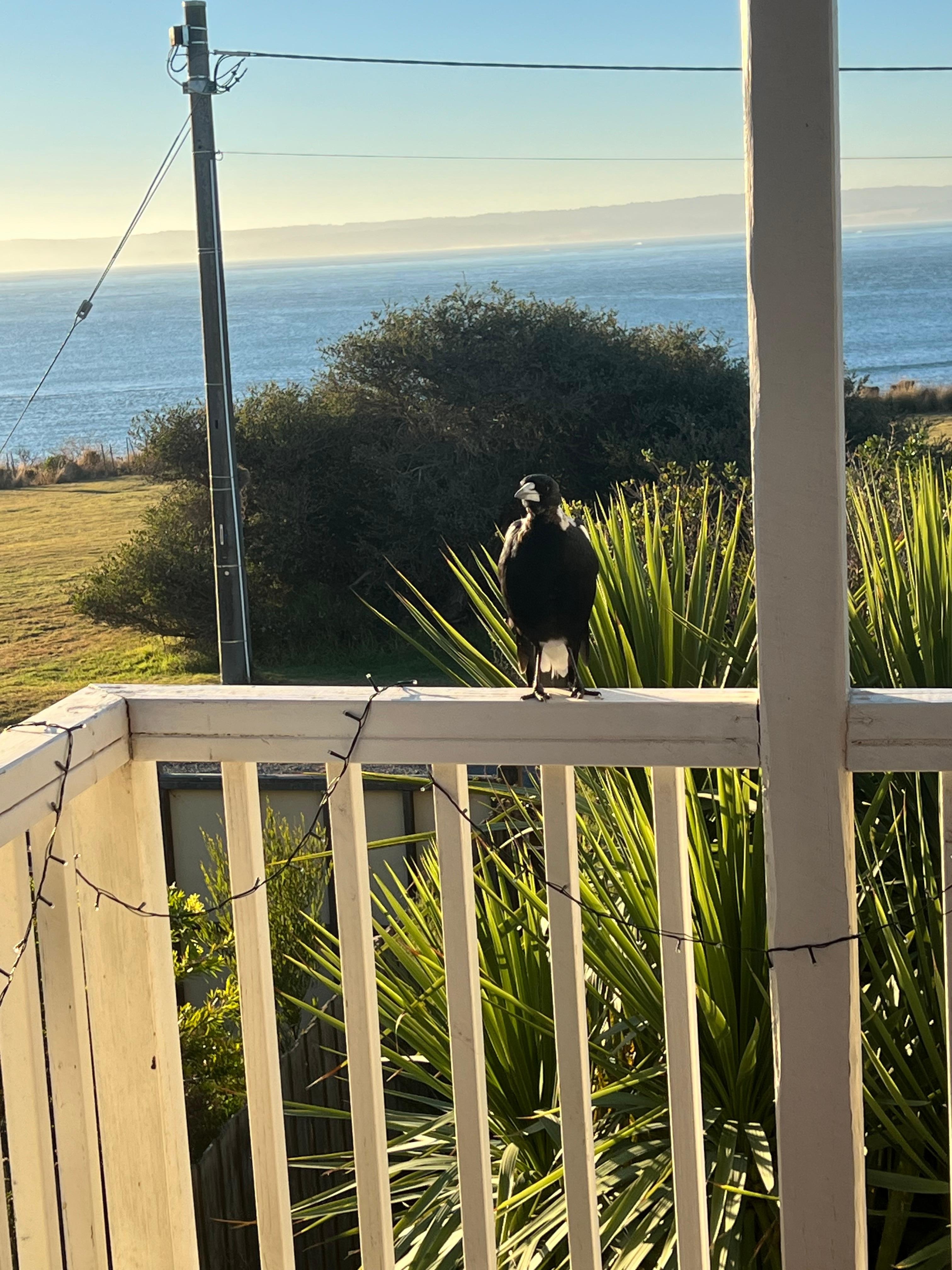 Very friendly visitors 