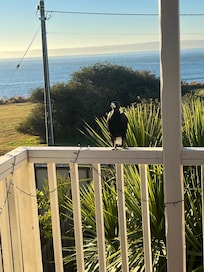 Very friendly visitors