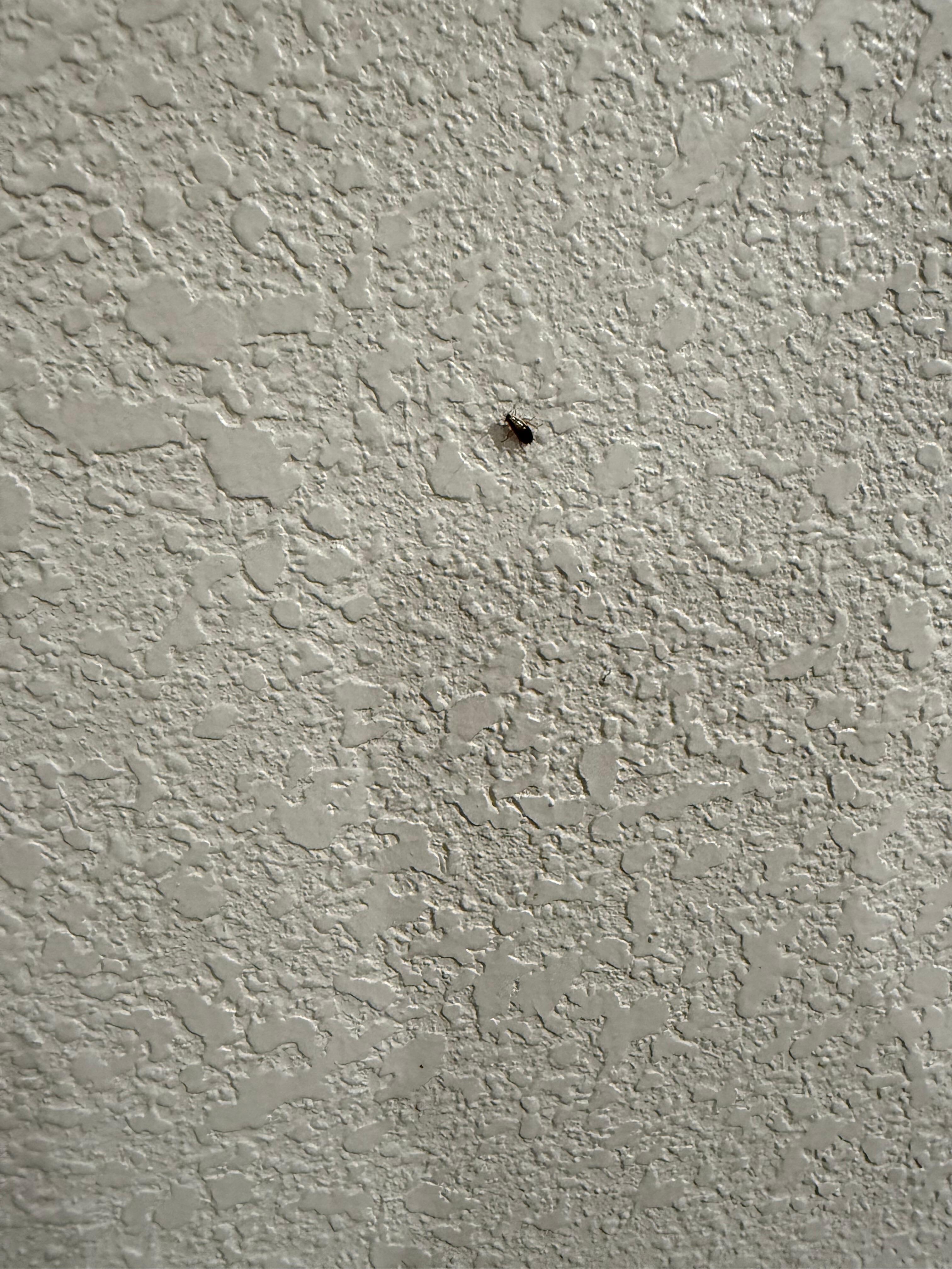 Roach on wall