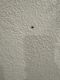 Roach on wall