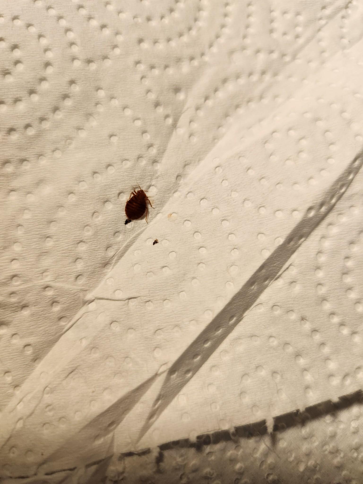 Bed bugs 