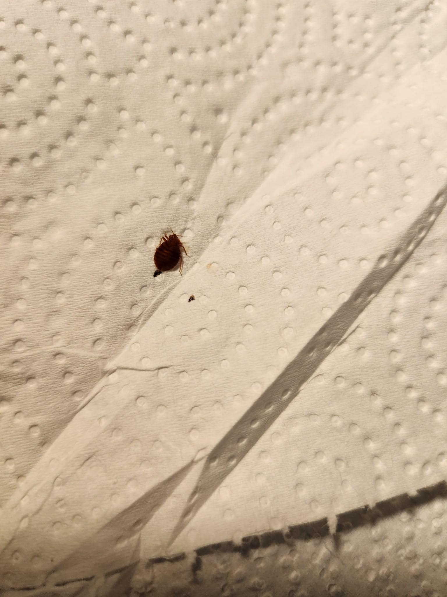 Bed bugs