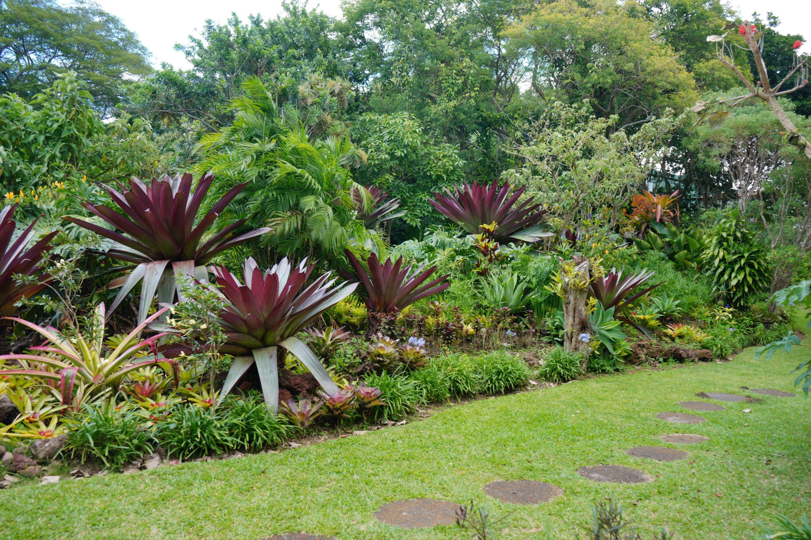 Hotel Bougainvillea in the garden after a lovely lunch