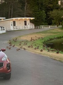 Welcoming committee! Lol