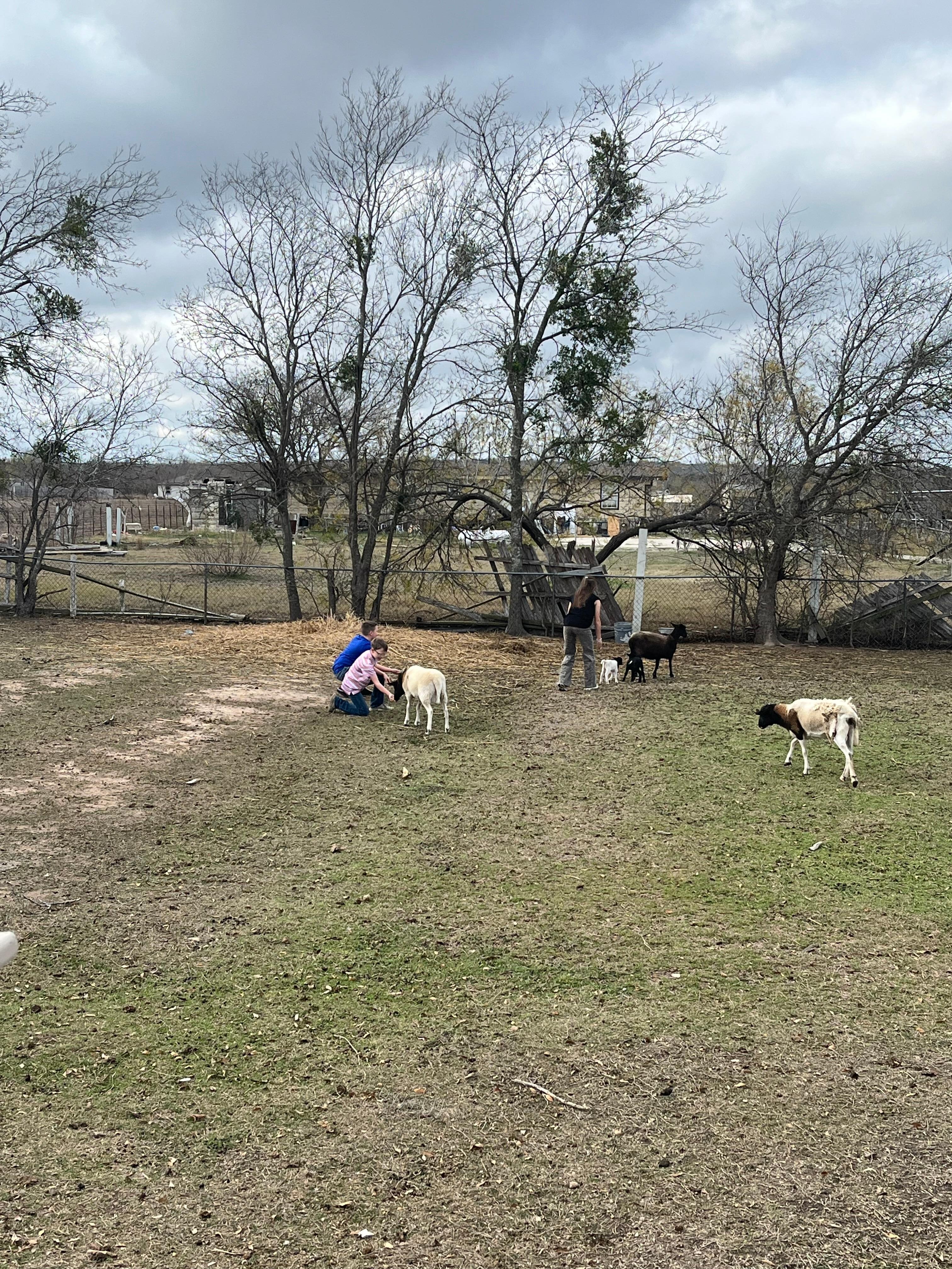 Baby goats for the kids! 