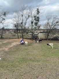 Baby goats for the kids!