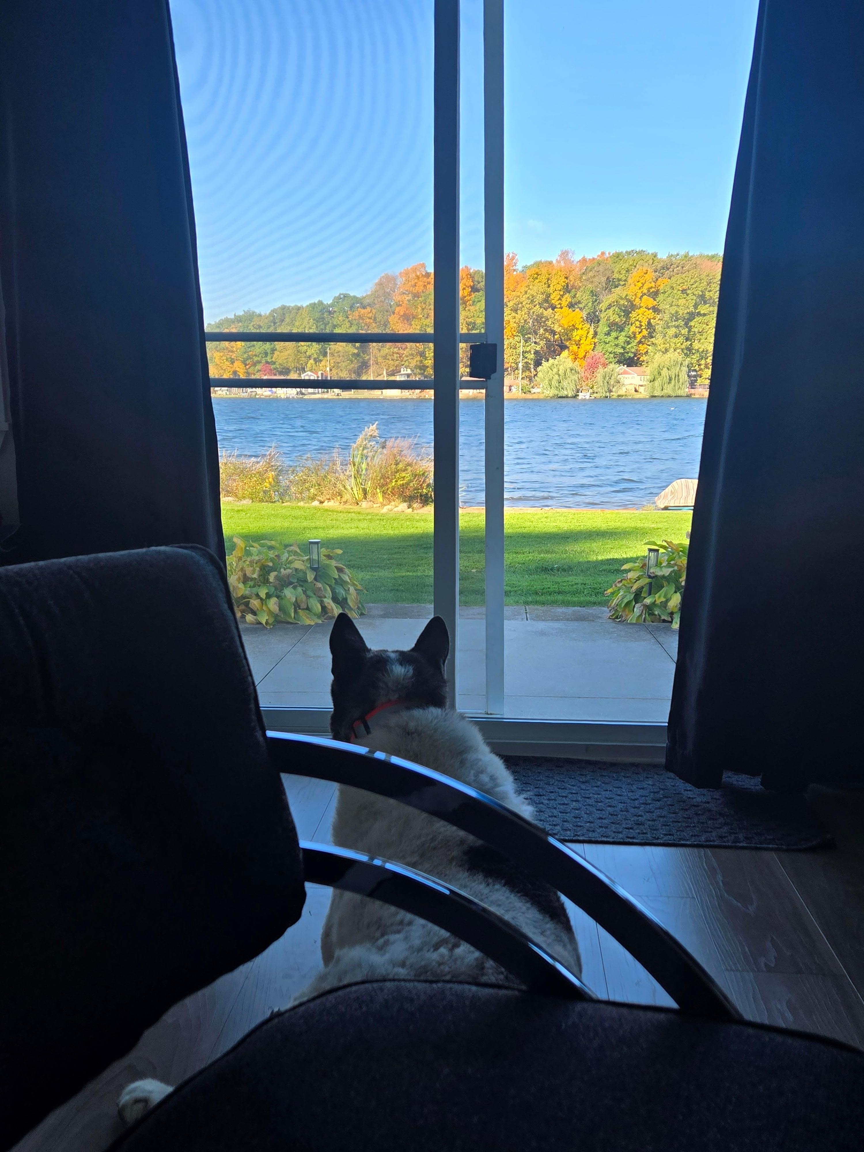 Leo watching the geese