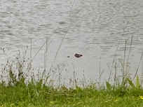 Baby gator! 18-24 inches long.