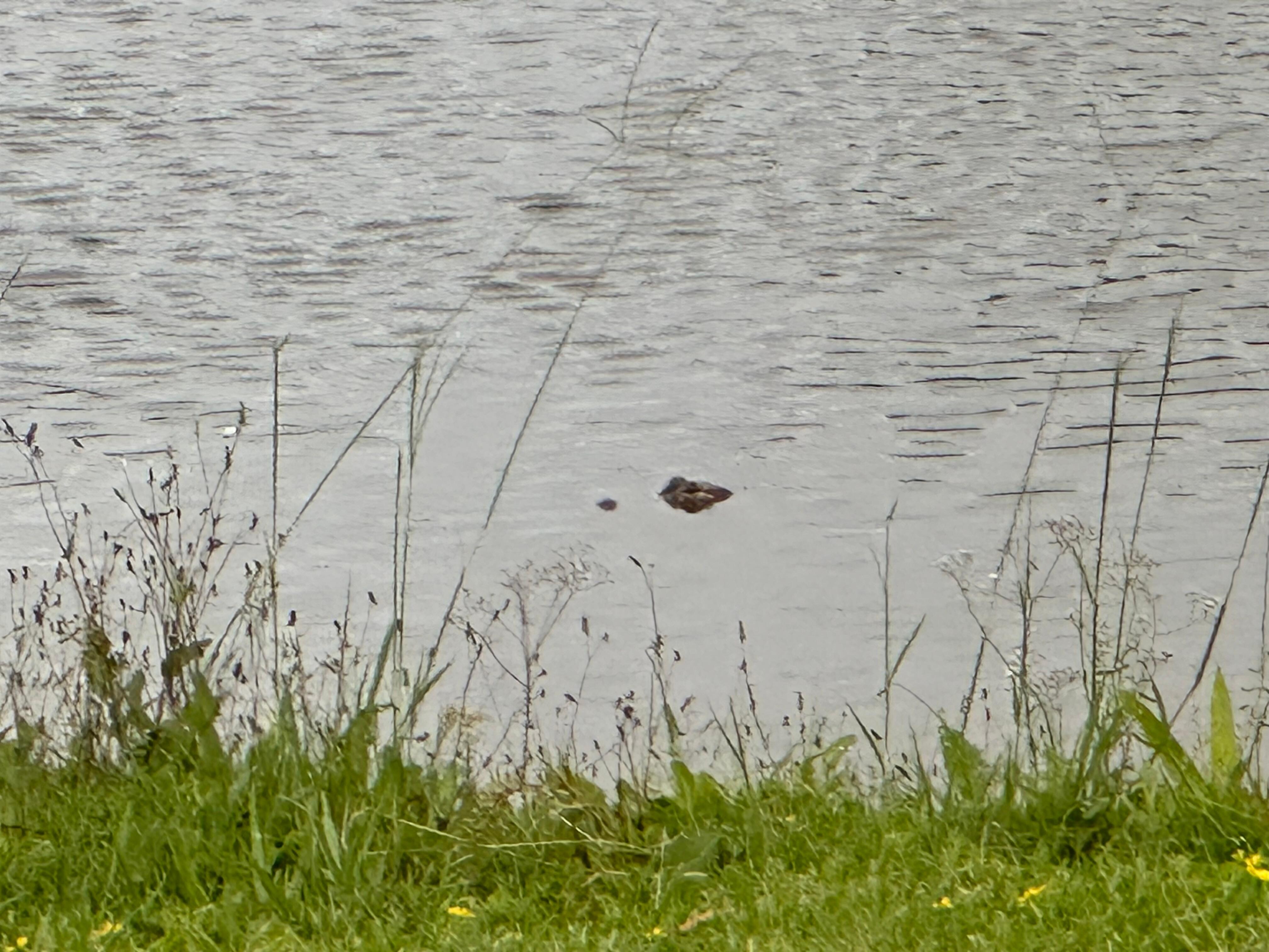 Baby gator!  18-24 inches long. 