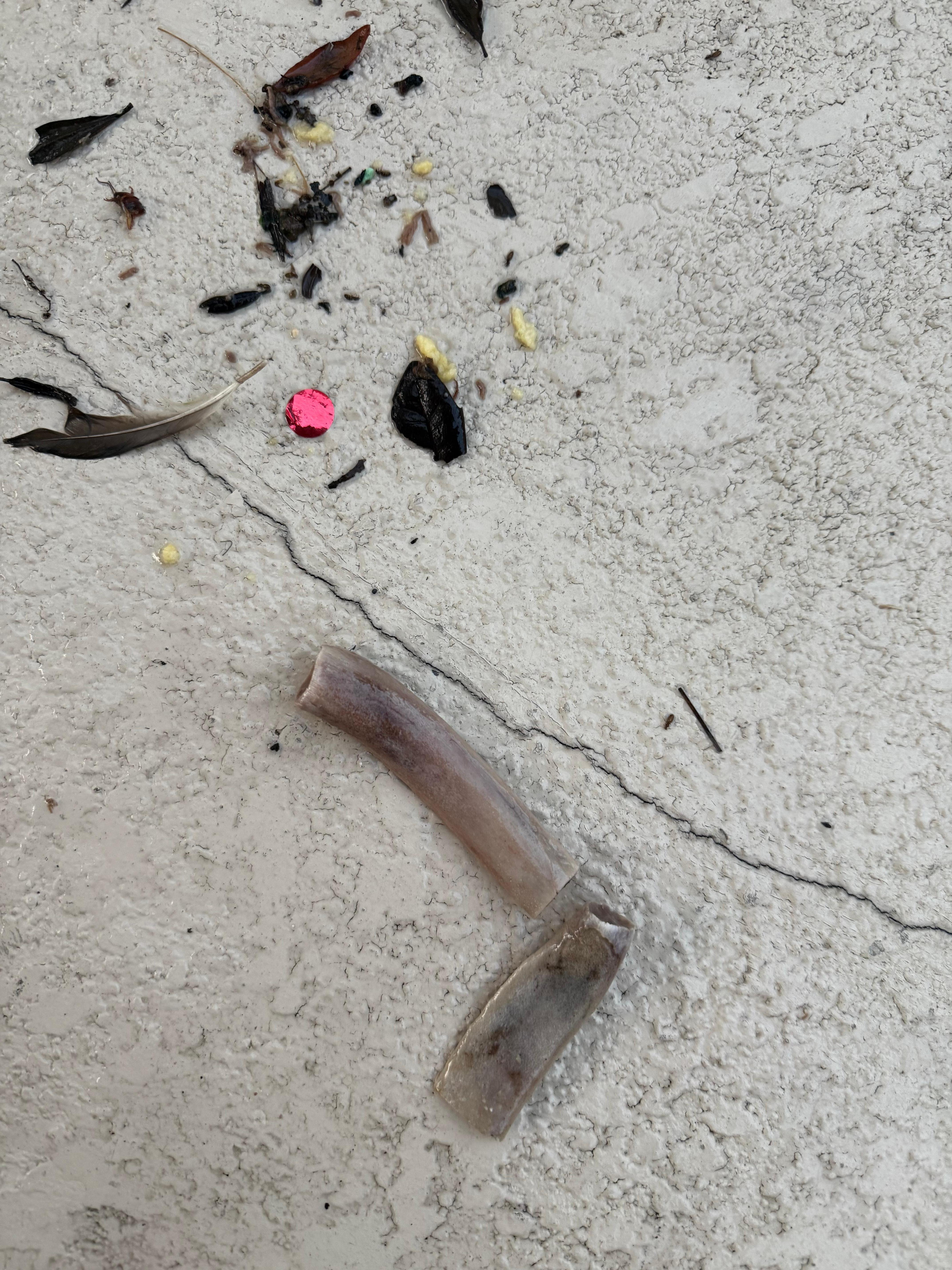 What I skimmed from pool before it was cleaned days later