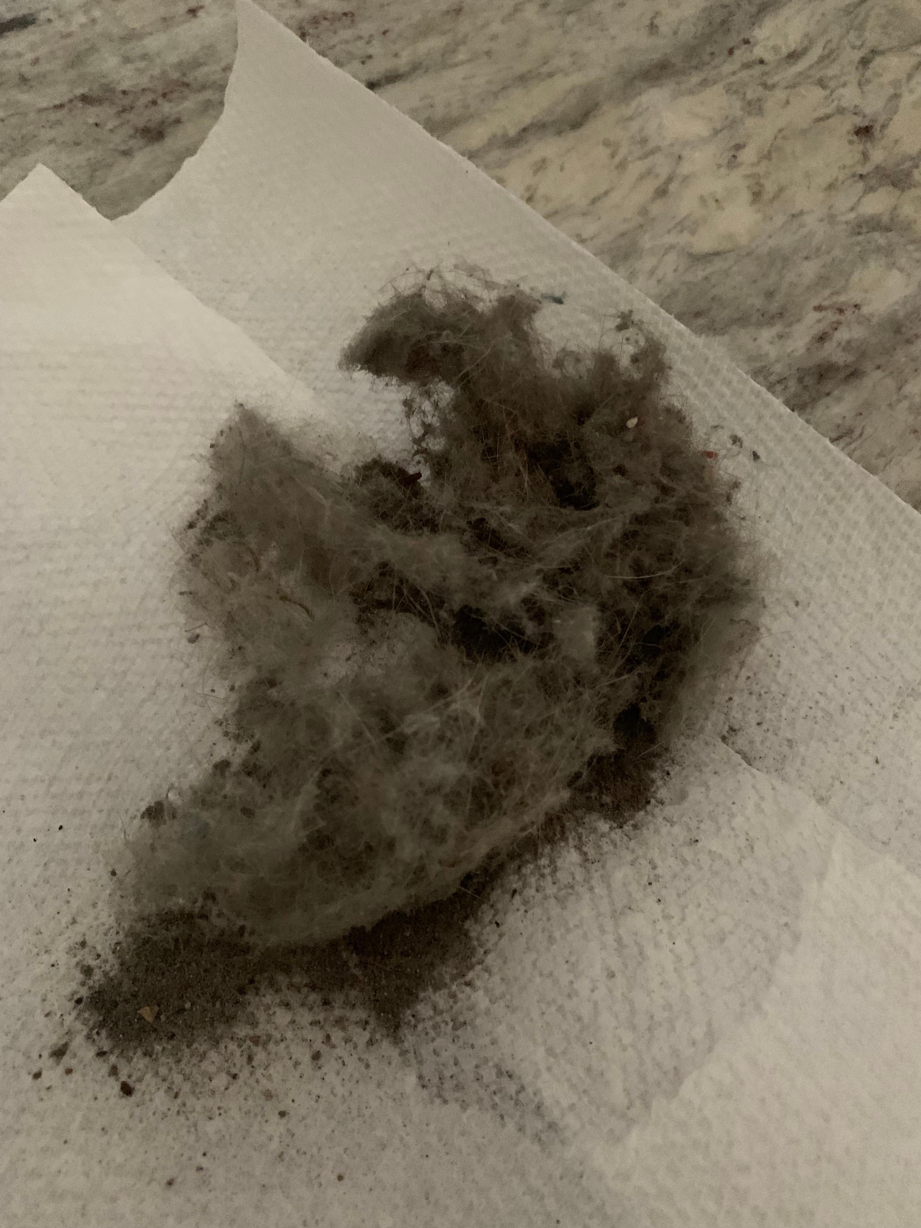 Vacuumed the living room rug