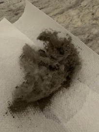 Vacuumed the living room rug