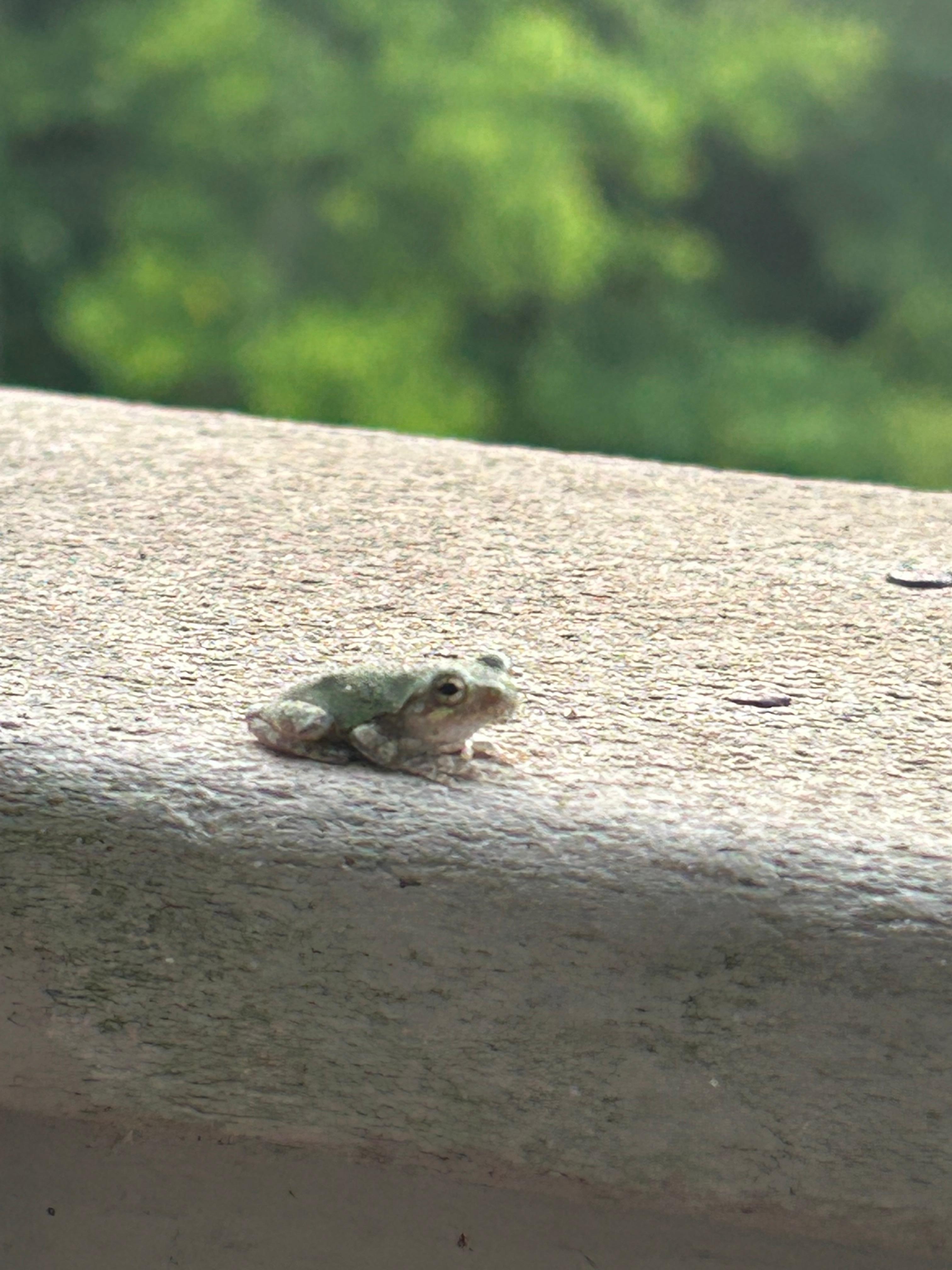 Tree frog paying a visit