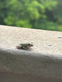Tree frog paying a visit