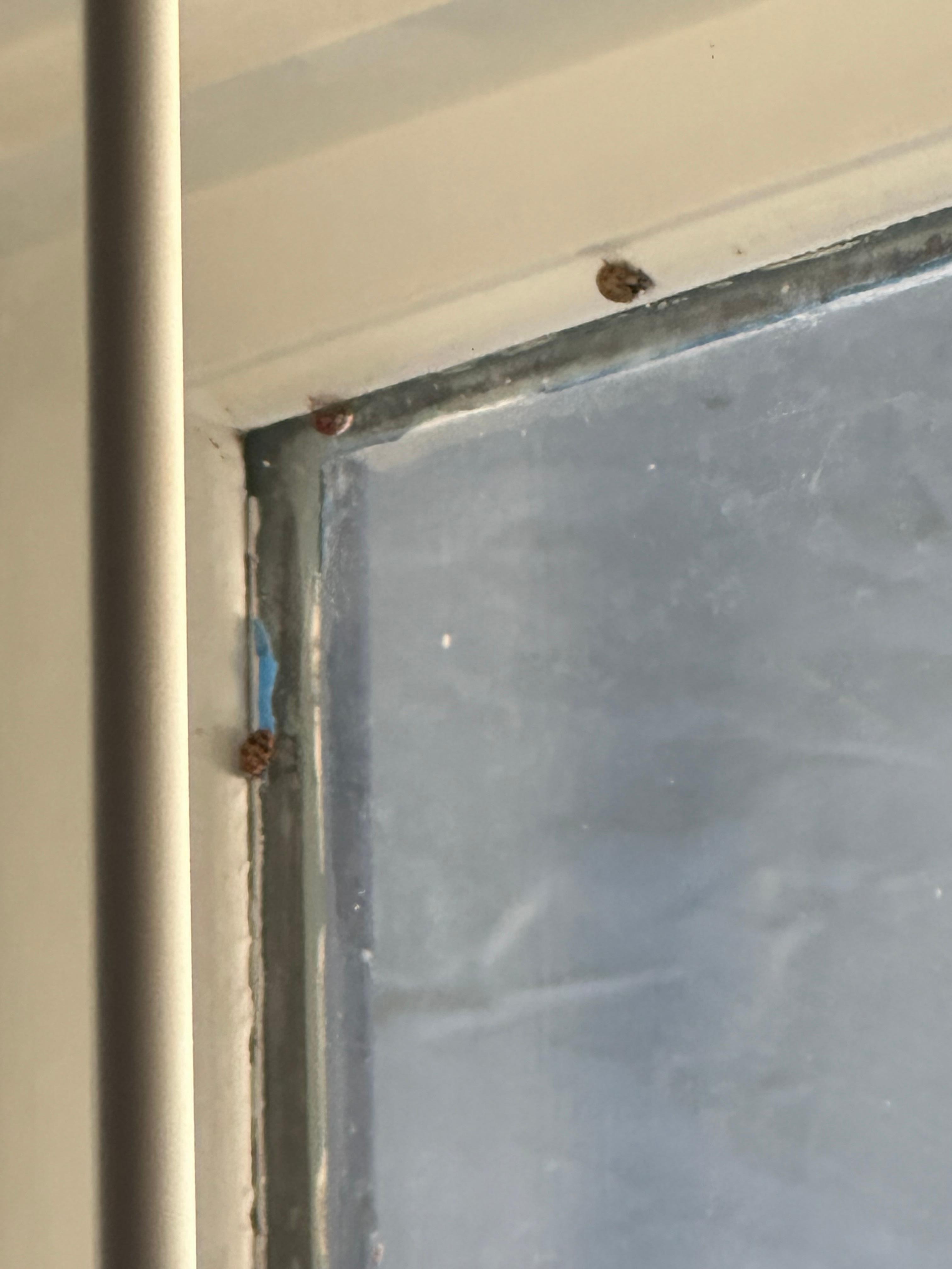 Infestation of ladybugs