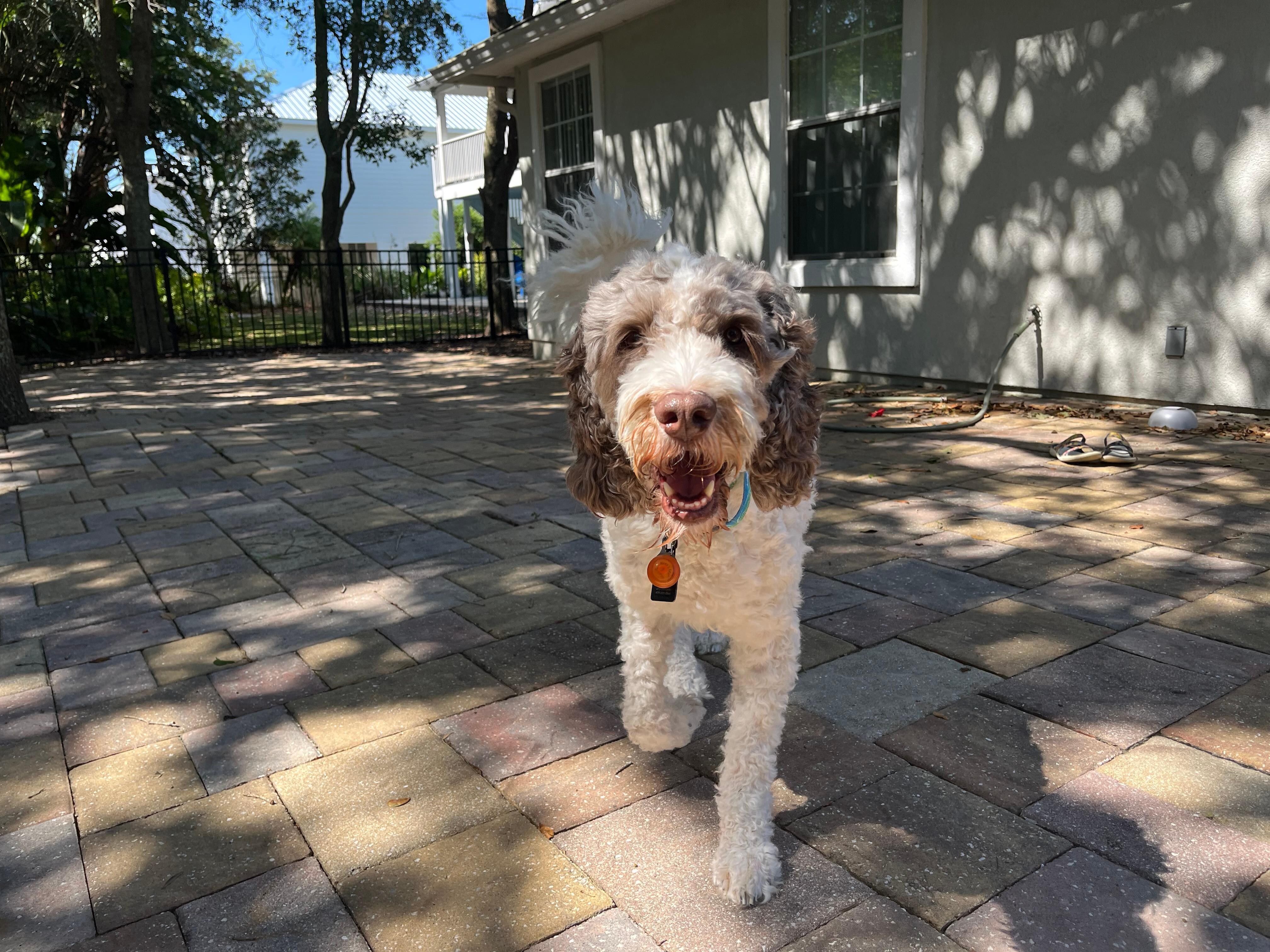 Photo of our dog enjoying the back yard.