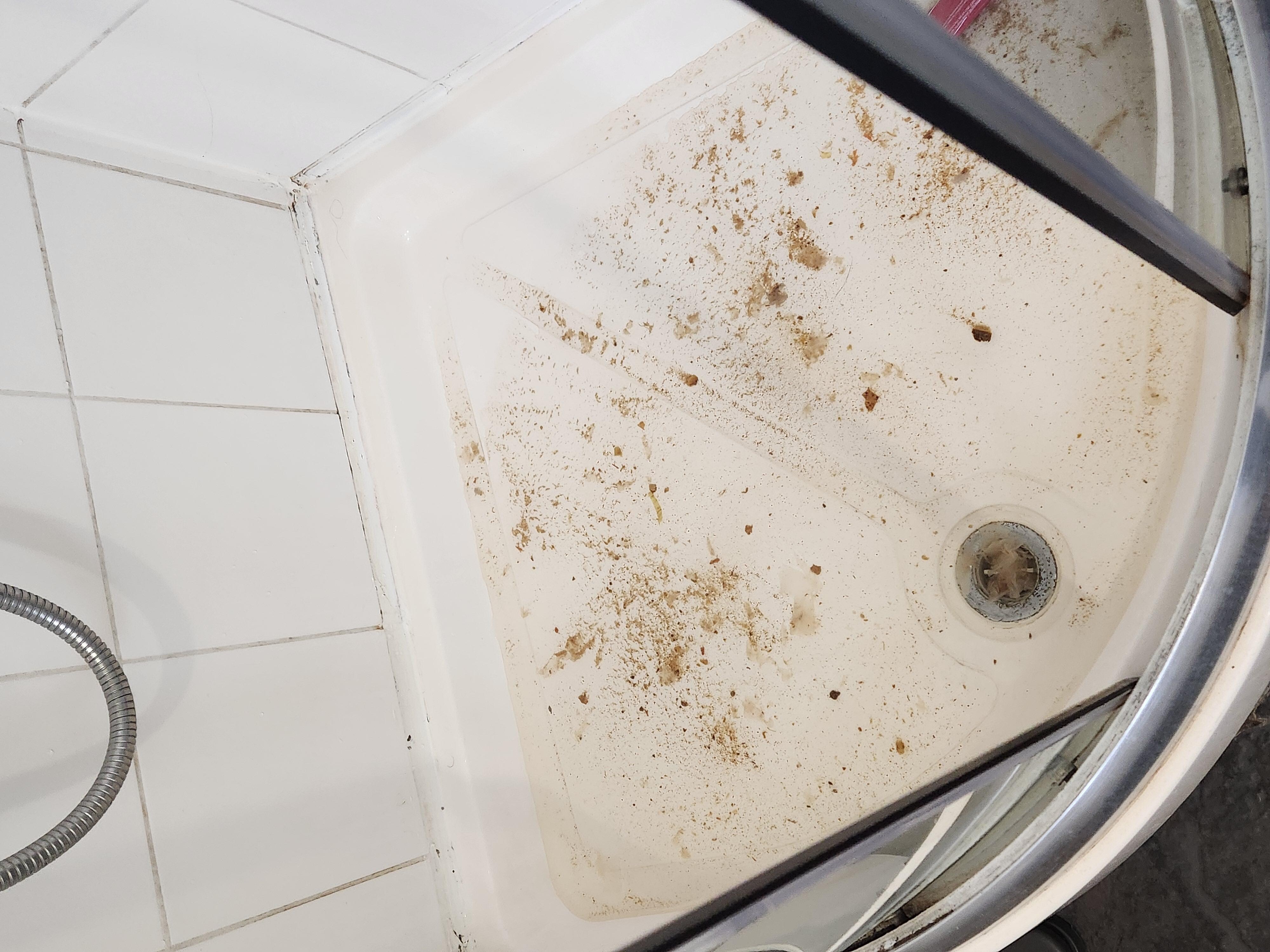 Sewage backed up into shower