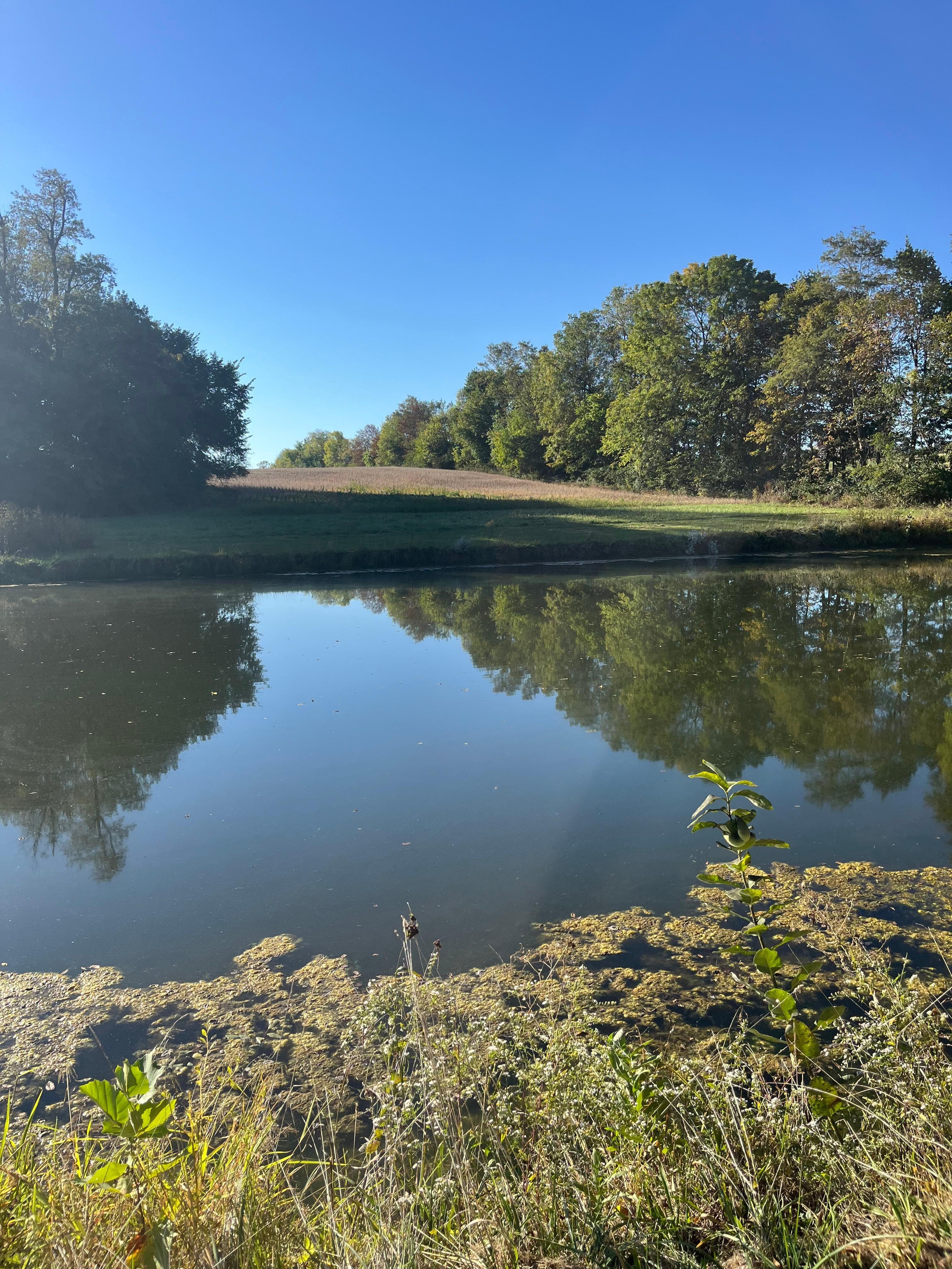 The view of the pond accessible for walks. 