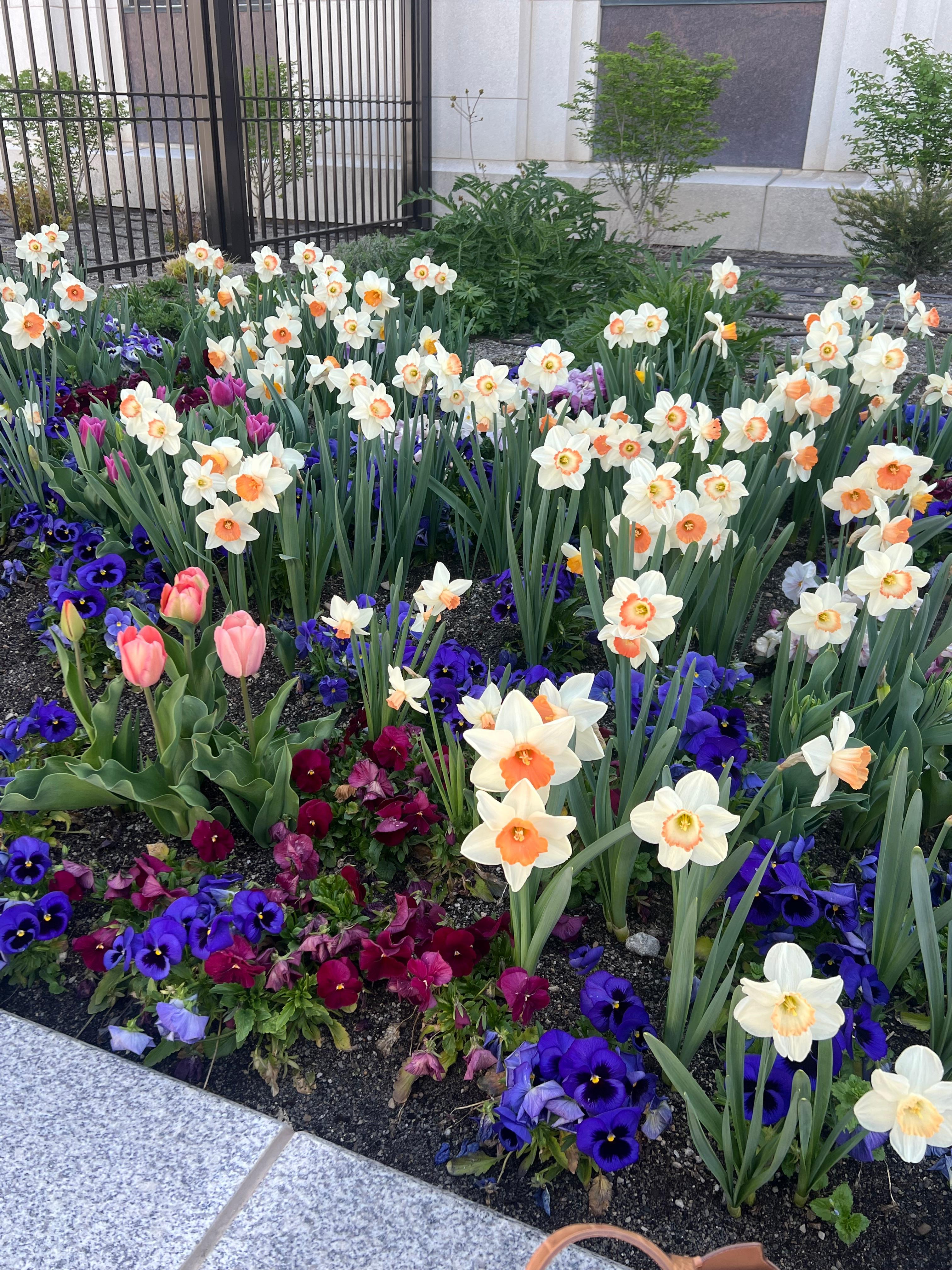 Downtown was in bloom