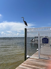 We found lots of wildlife including this guy, hermit crabs and some dolphins.