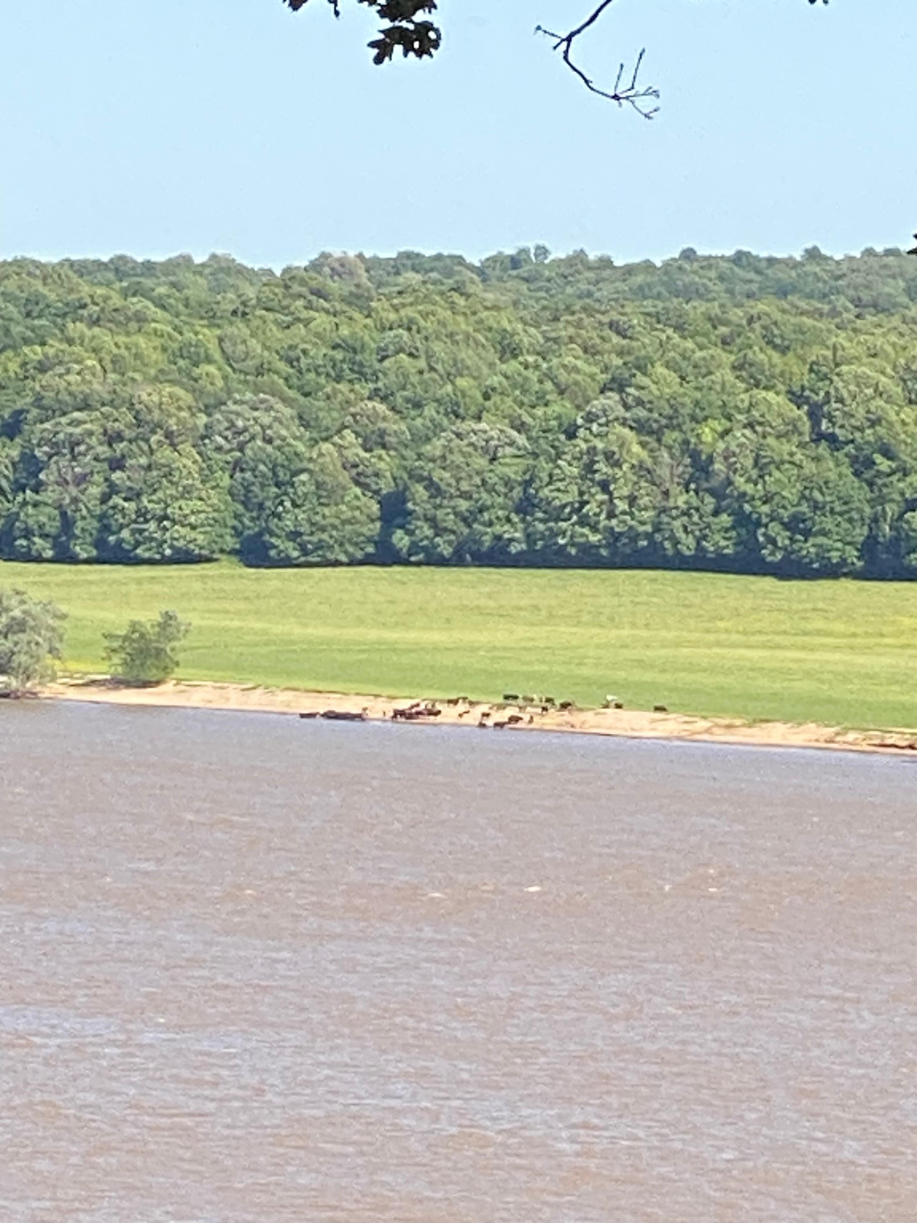 Enjoyed watching the cows across the river graze and wade!