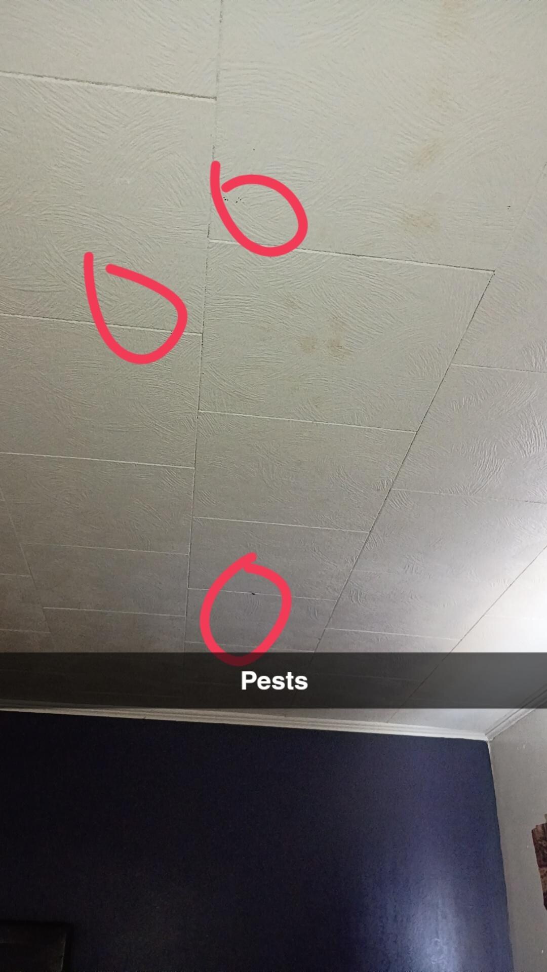Pests on the ceiling. Roaches/flies