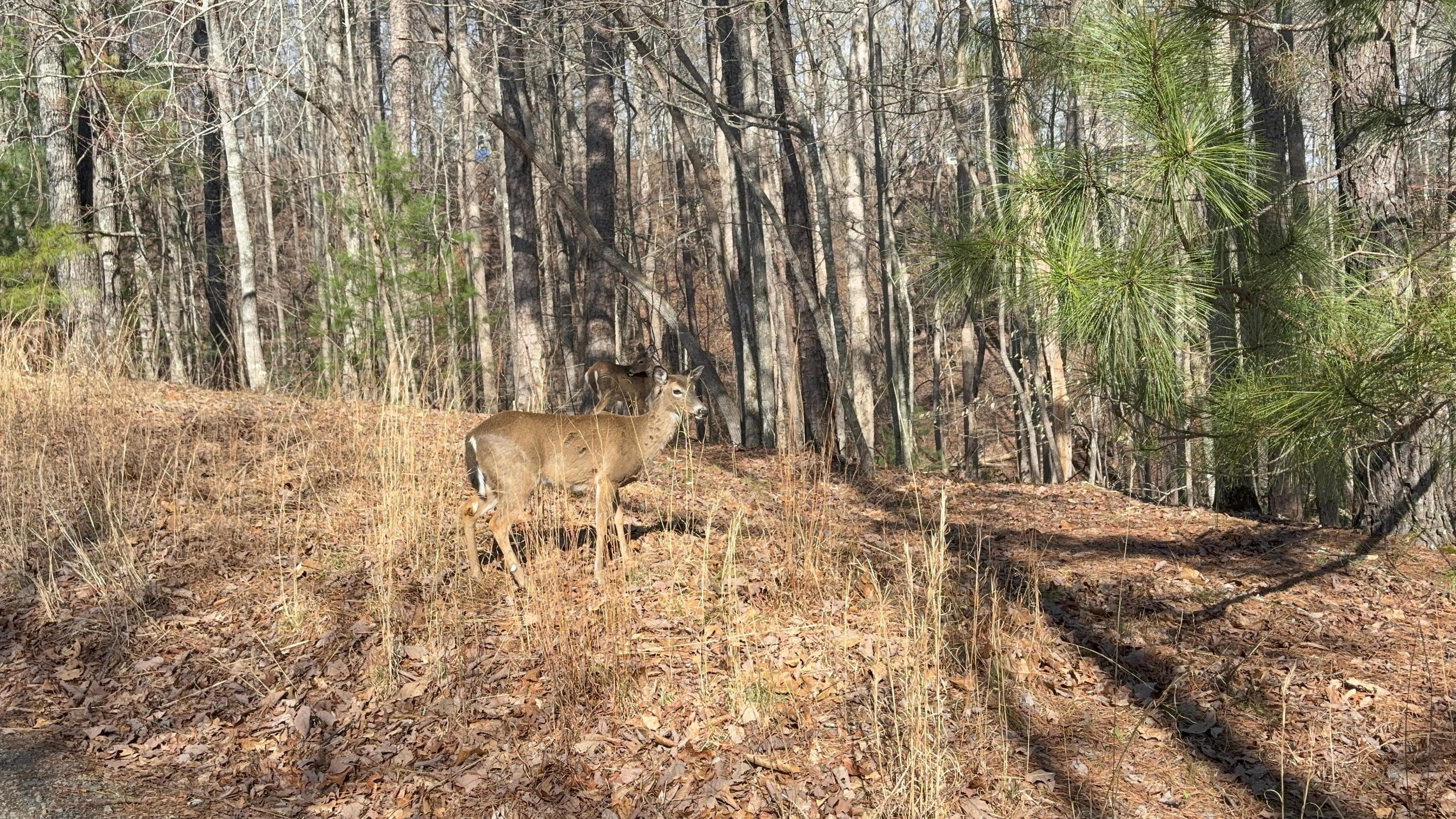 More deer everywhere!