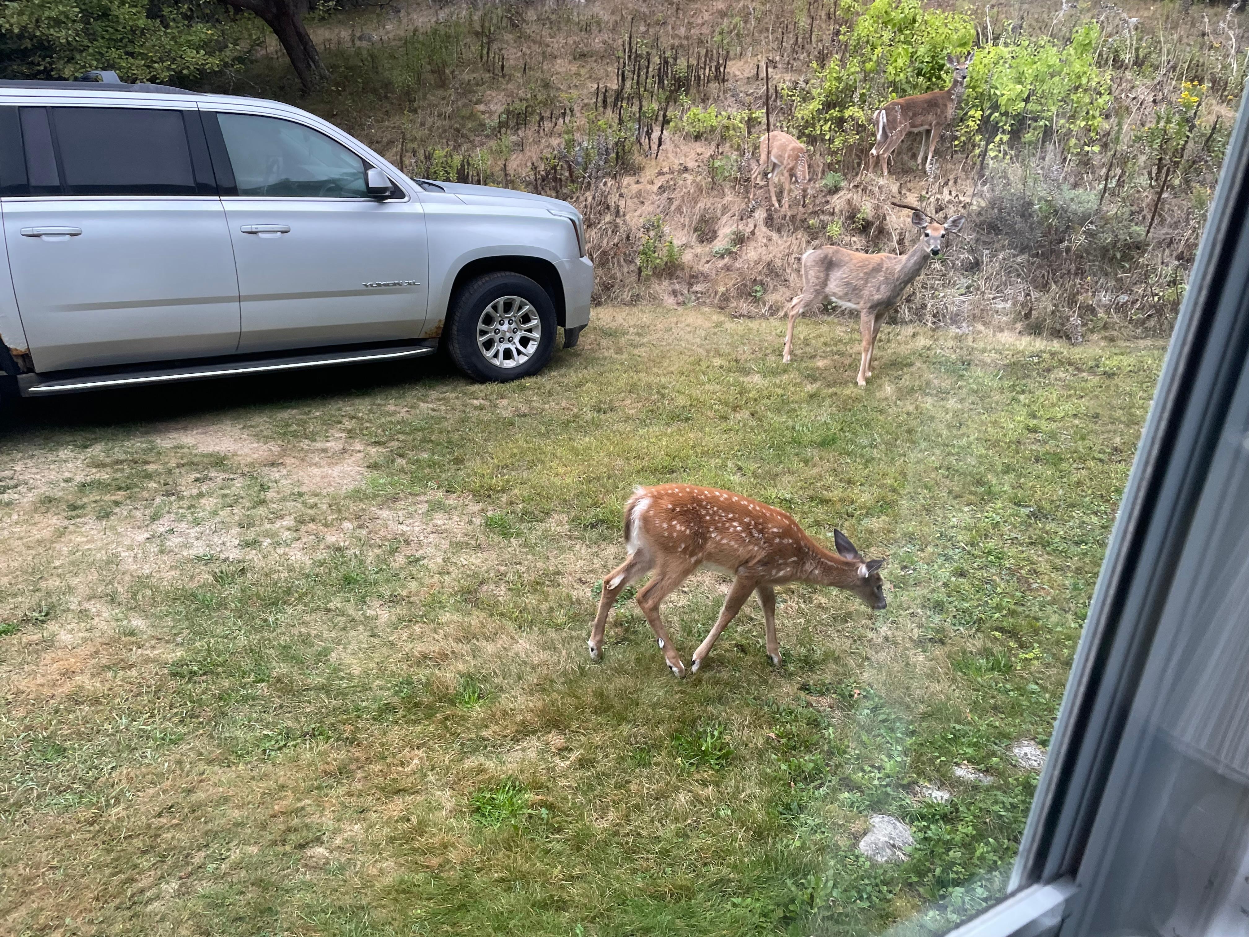 Deer calmly moving through the yard.