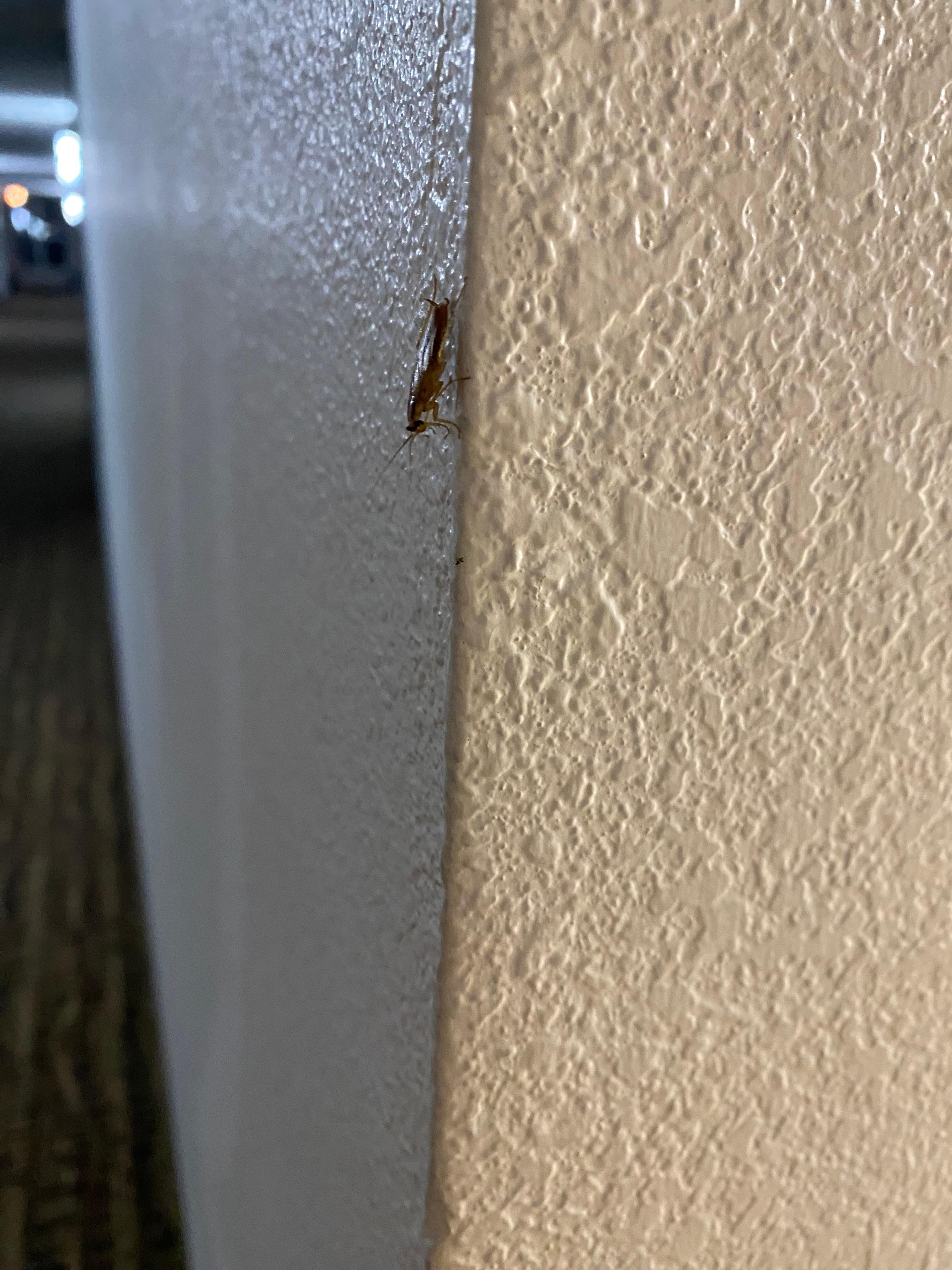 Roach on 6th floor near elevator 