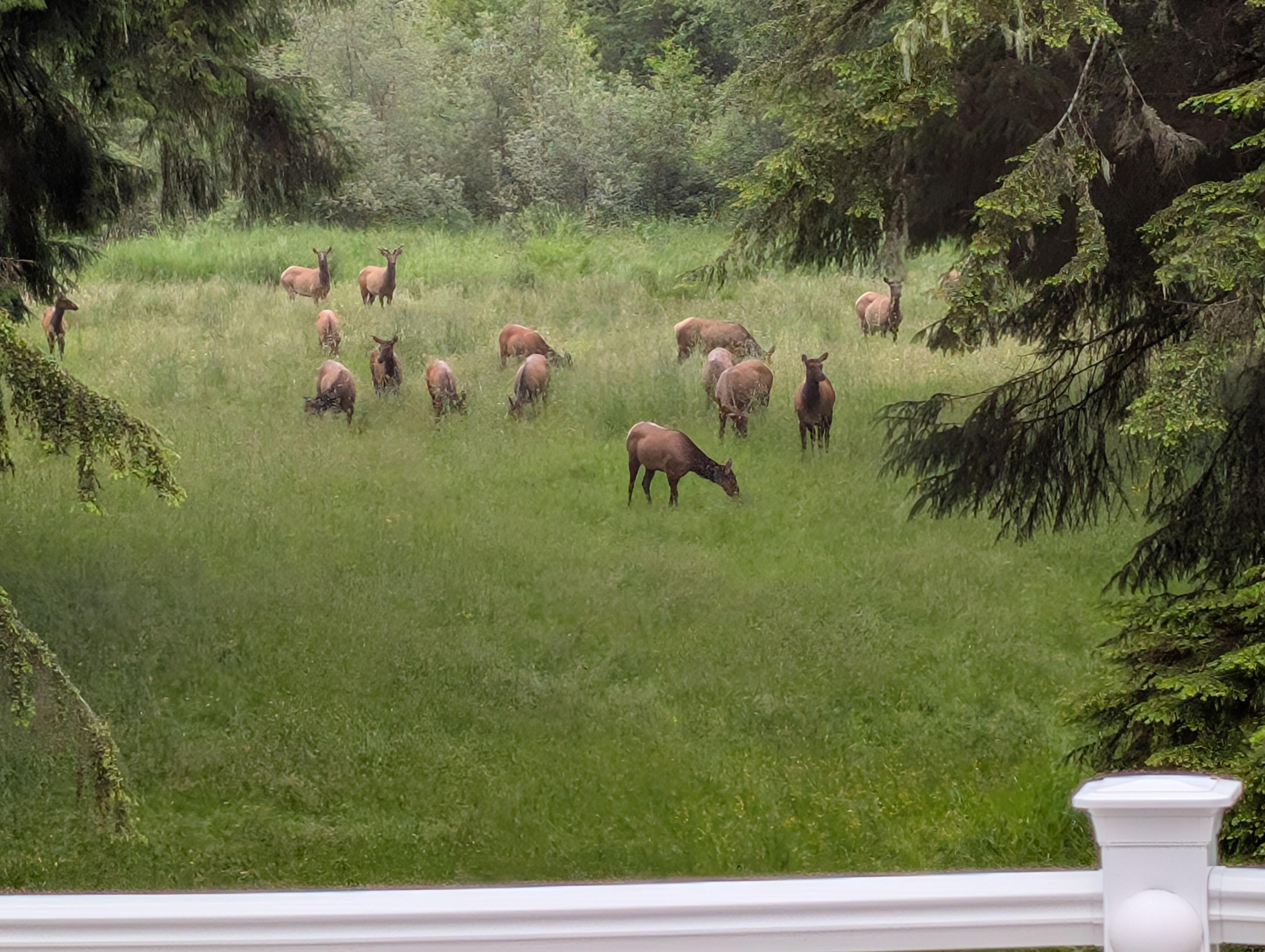Elk herd visiting us one evening 