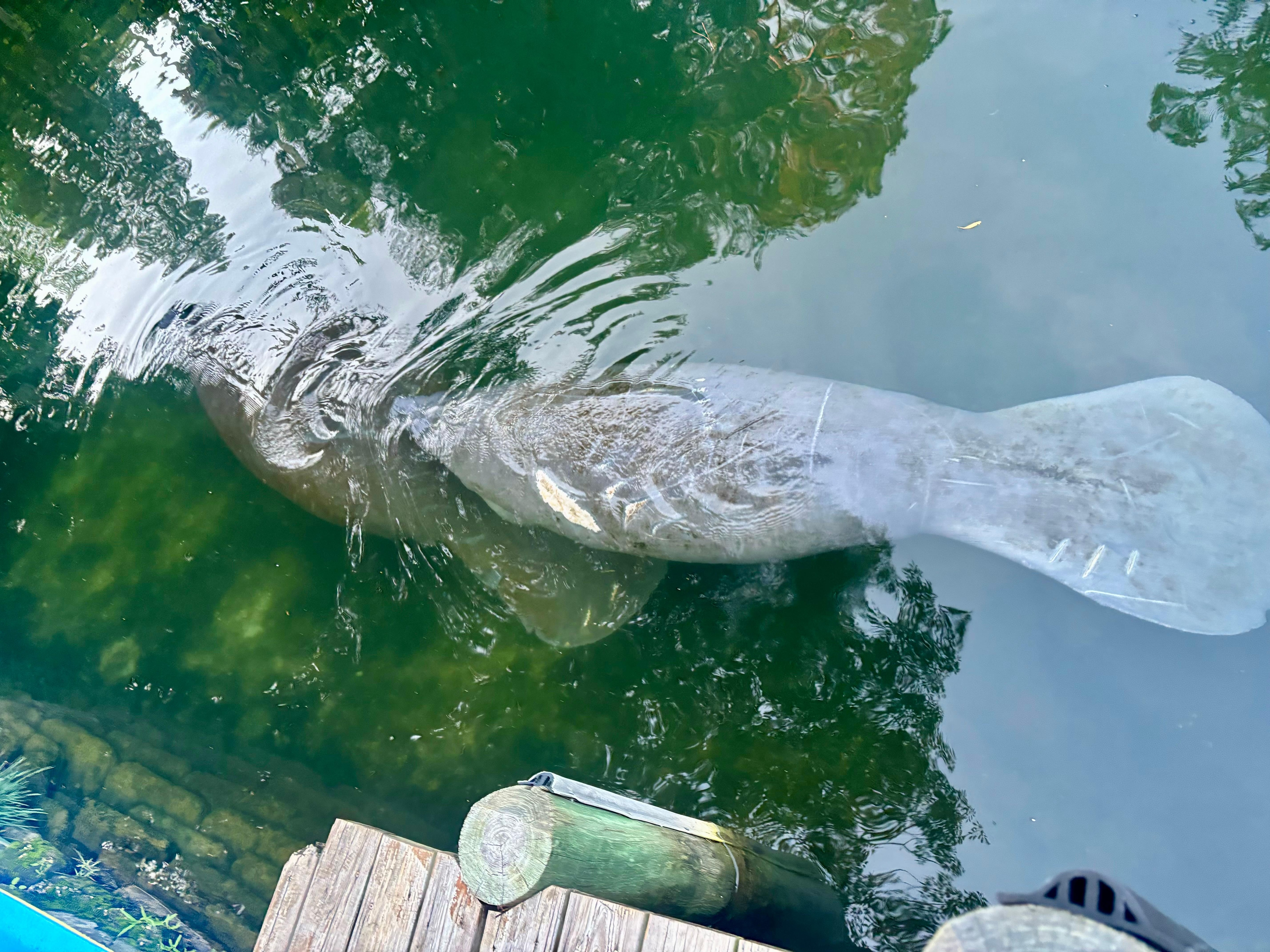 Manatees from dock (early mornings)