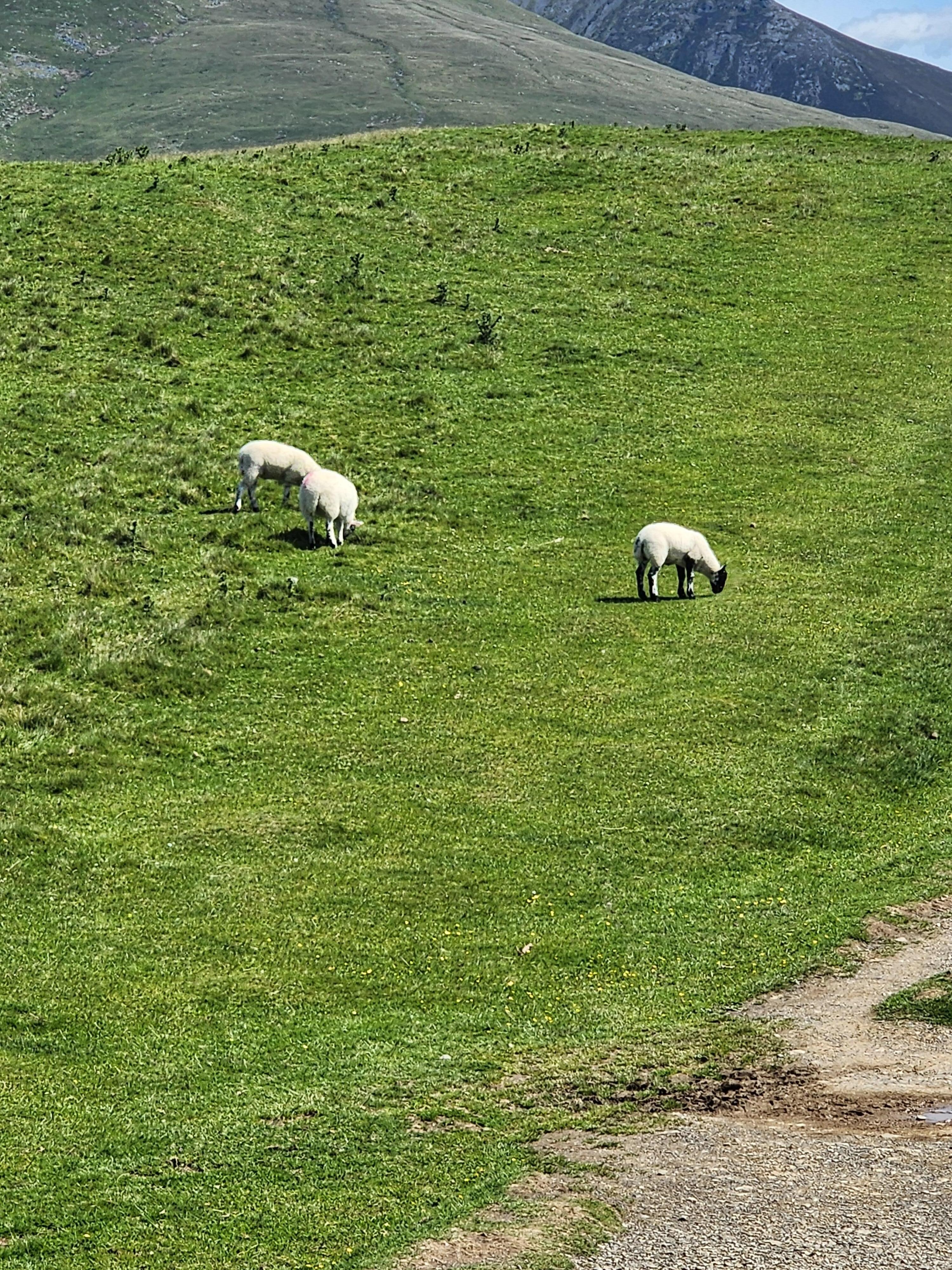 Meandering with sheep