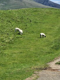 Meandering with sheep