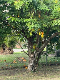 There were different fruit trees.