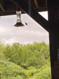 We enjoyed watching the hummingbirds