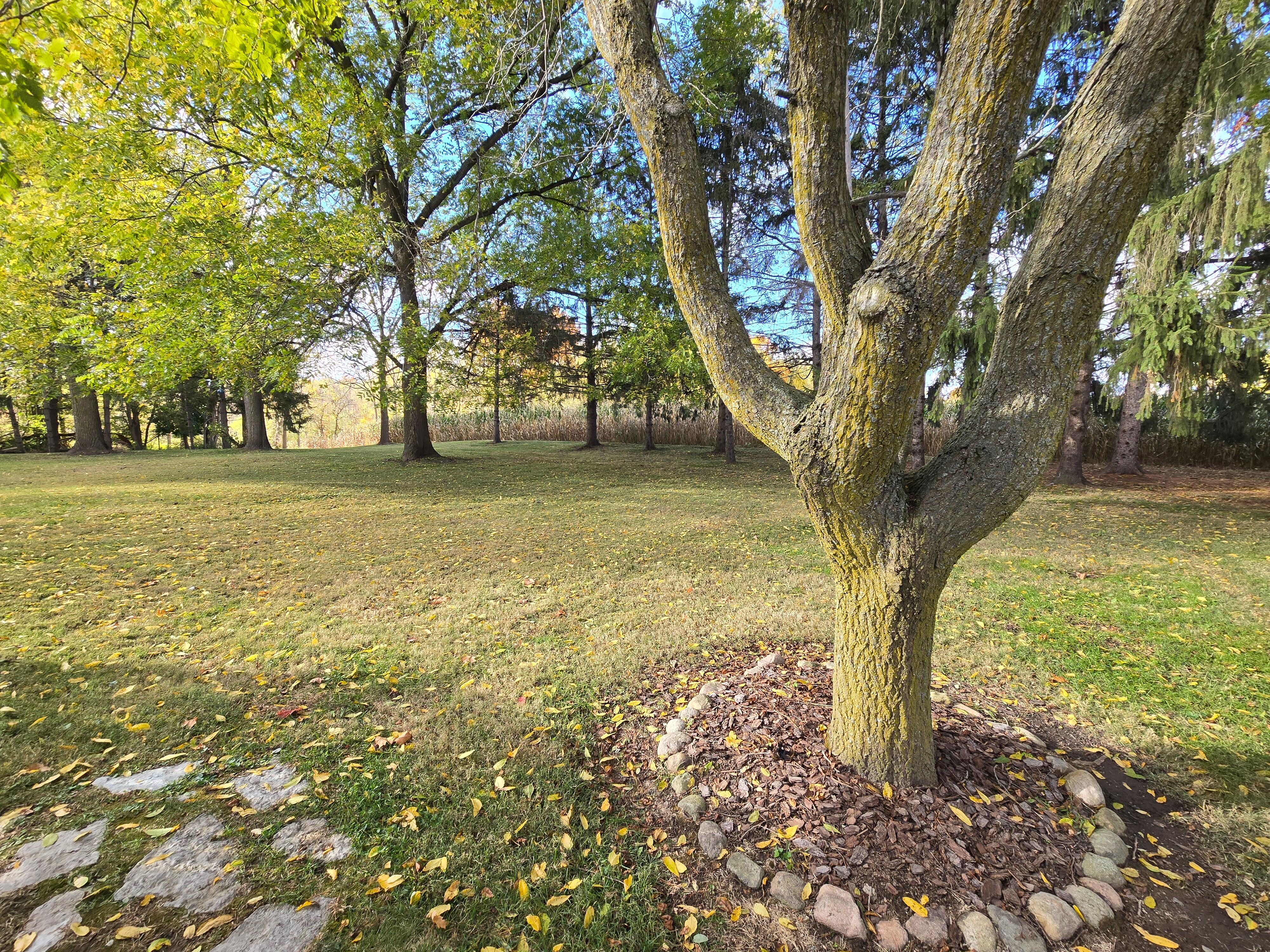 Back yard where deer pass through