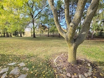 Back yard where deer pass through