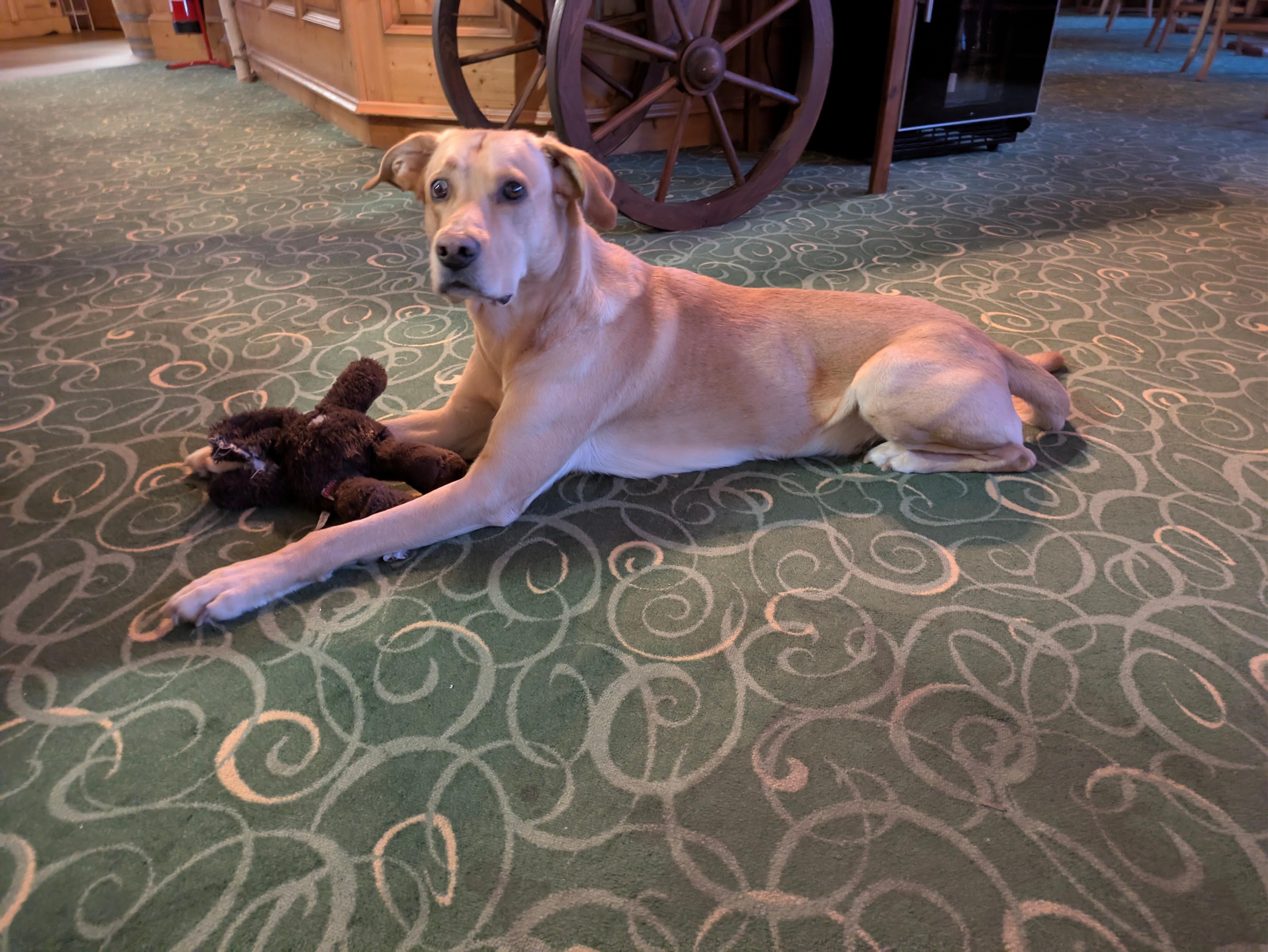 En väldigt gullig hund ❤️