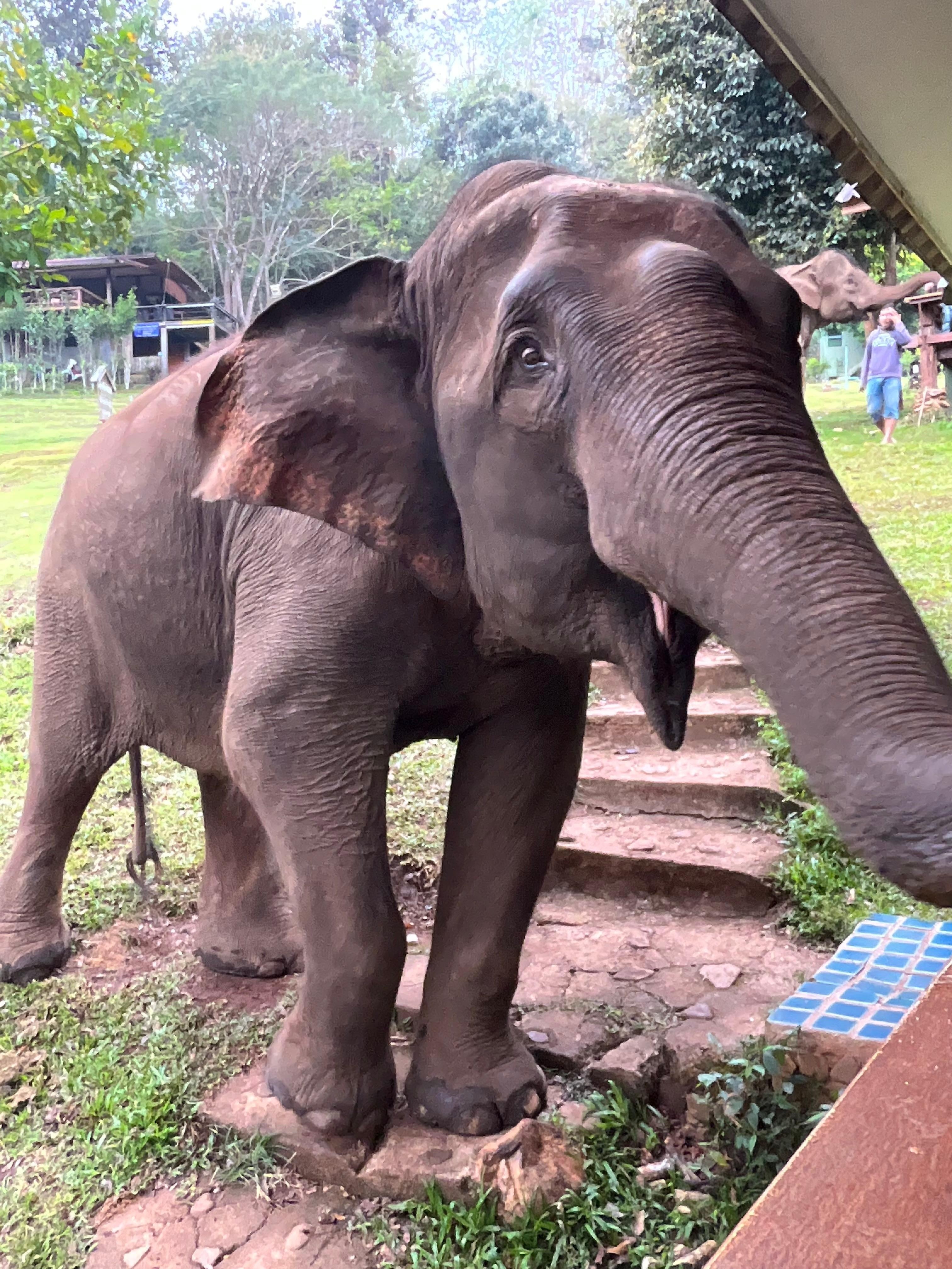 C’est mémorable de se faire réveiller le matin par un éléphant au niveau de notre balcon