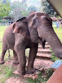 C’est mémorable de se faire réveiller le matin par un éléphant au niveau de notre balcon