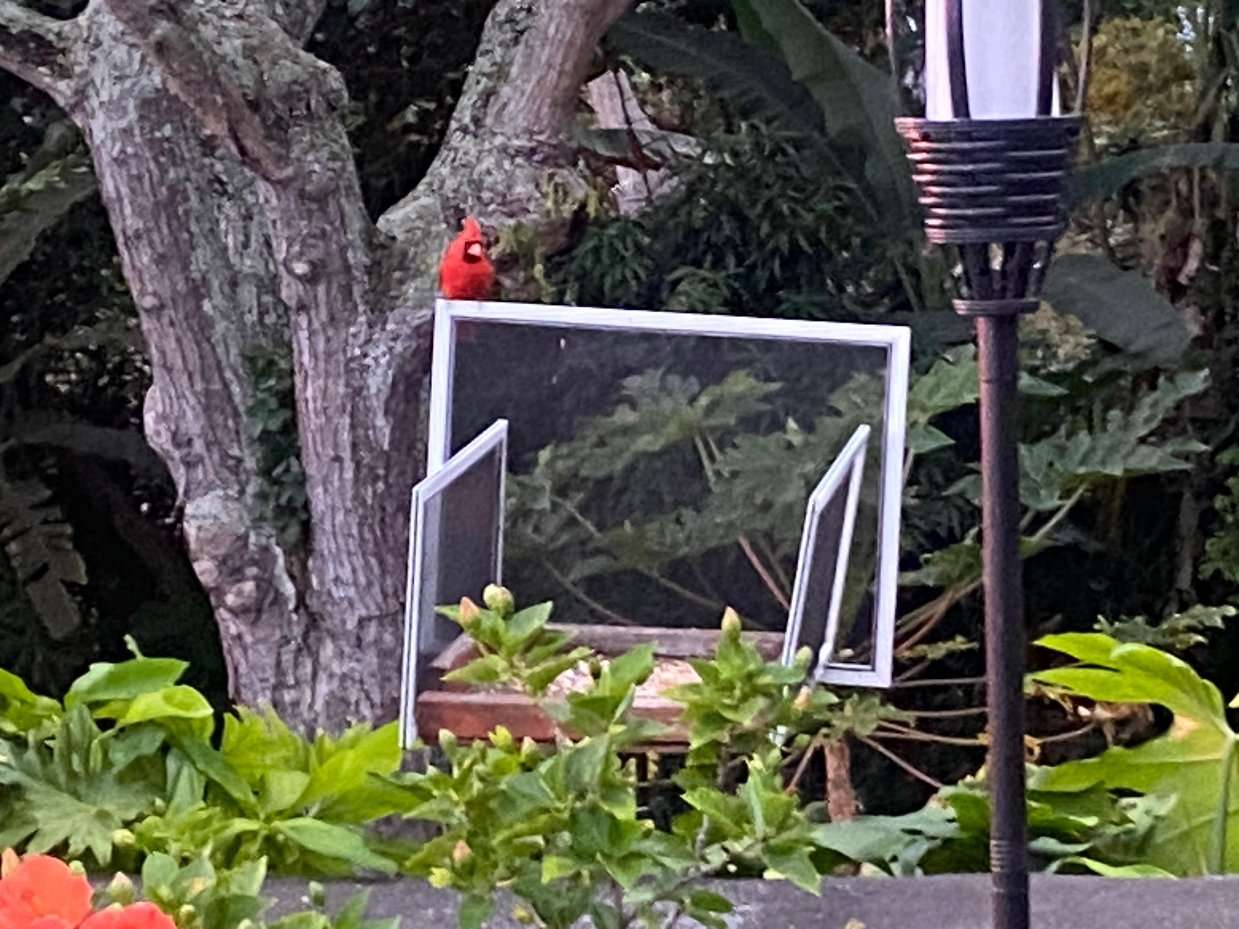 Birdfeeder, they left birdseed for us to feed the birds every day they are getting quite chubby