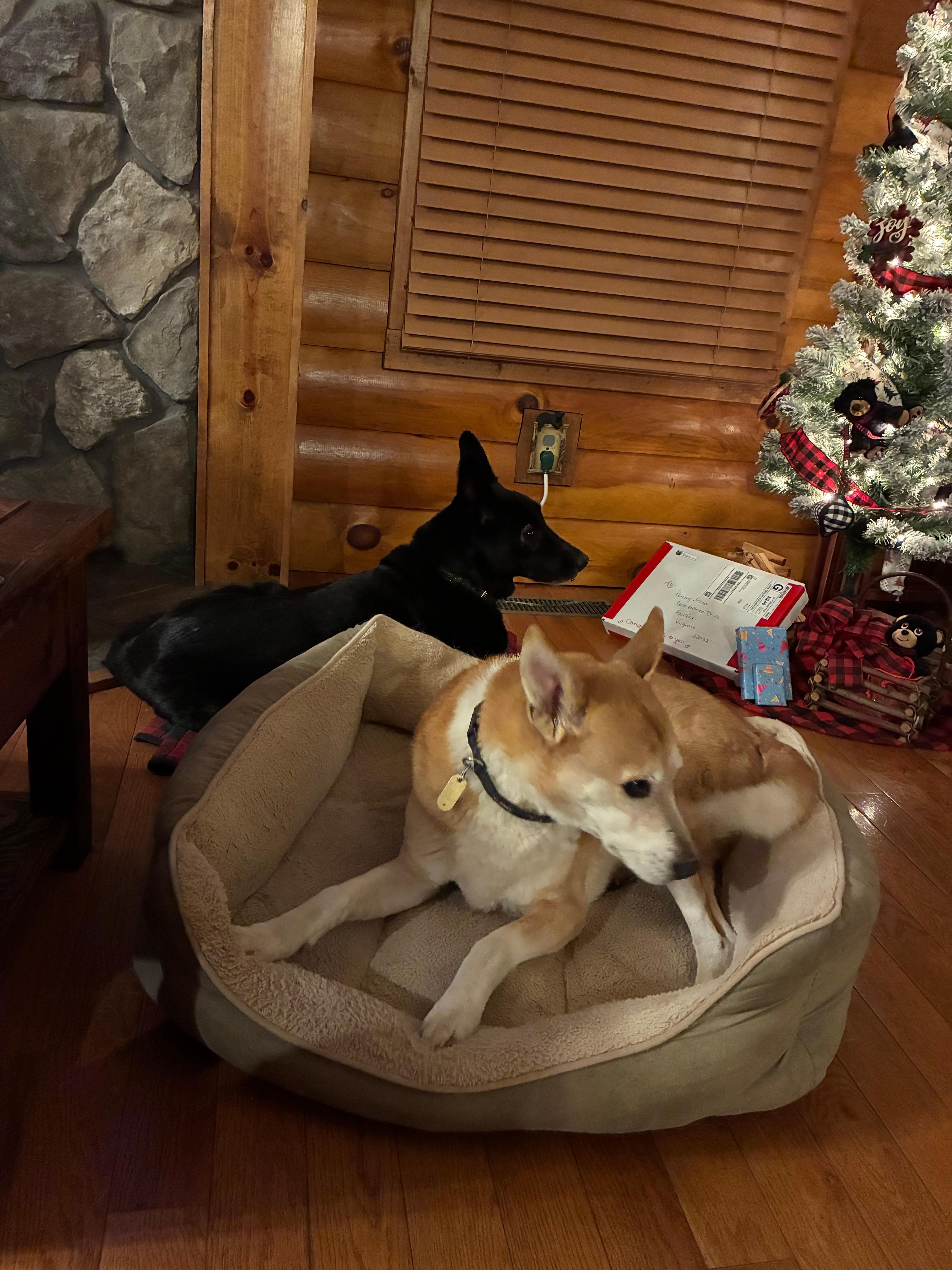 The pups loved it too!