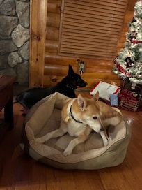 The pups loved it too!