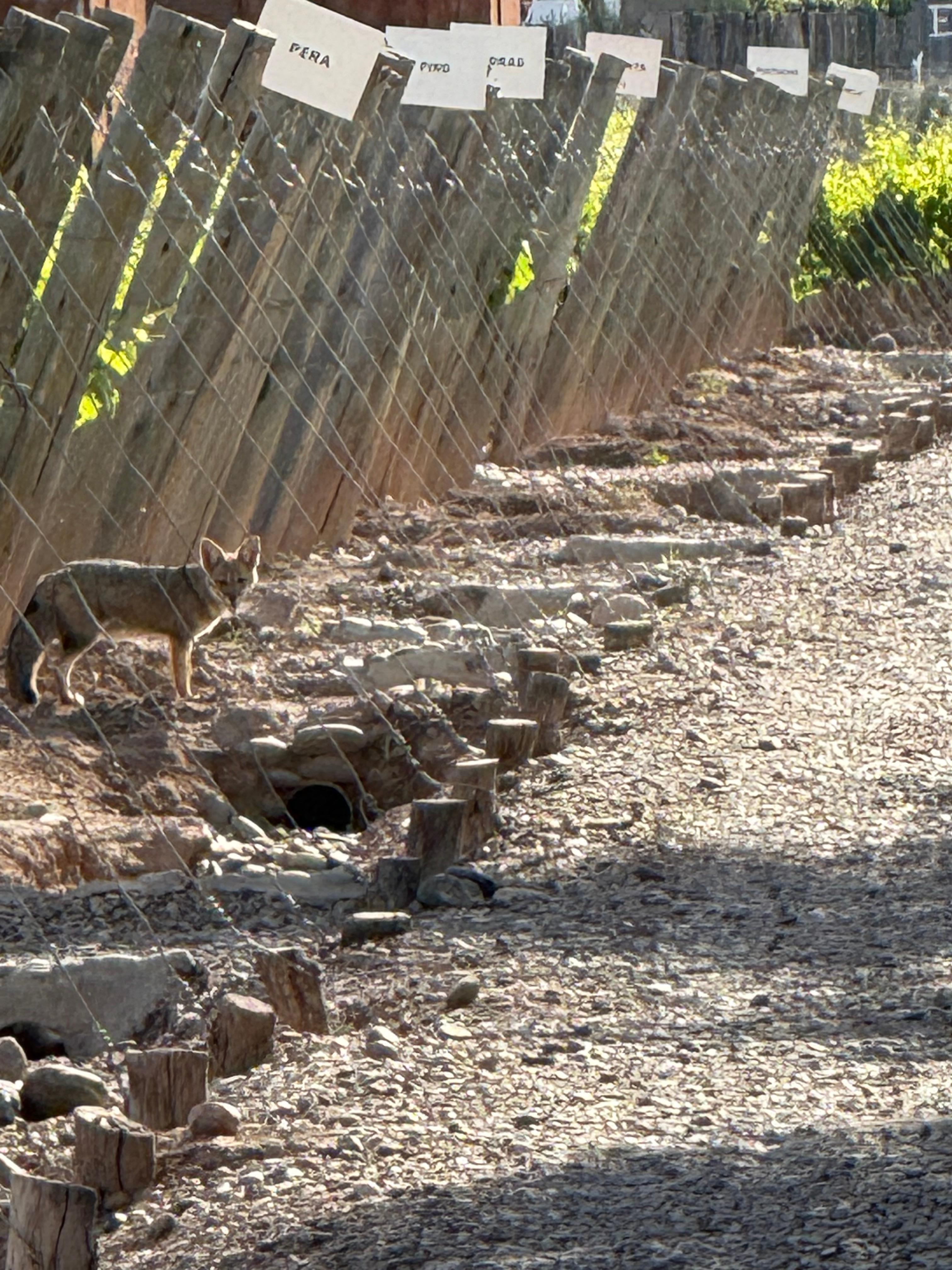 Wily fox in the vineyard