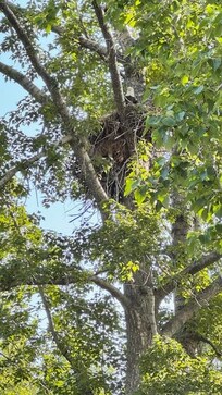 Nesting Eagle - Near Indian, AK