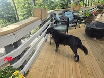 One of our dogs checking out the view