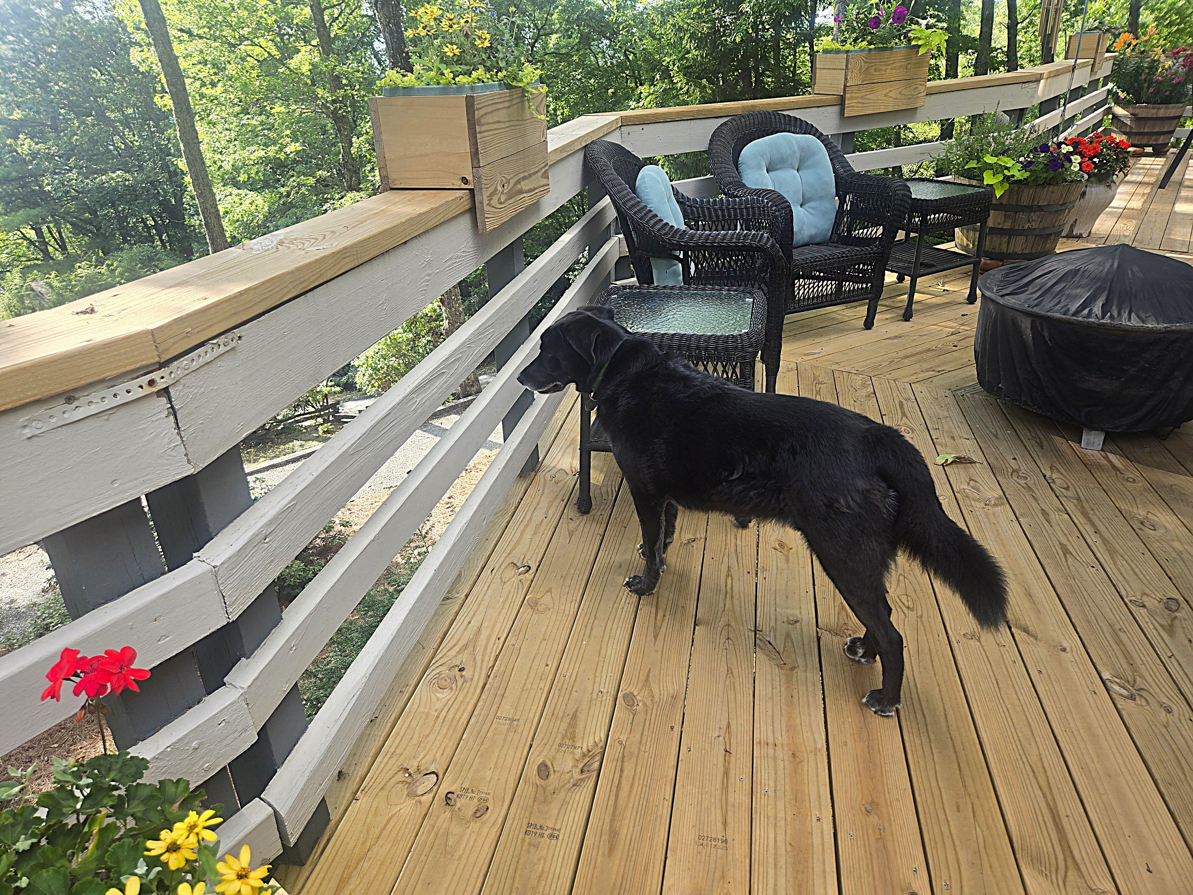 One of our dogs checking out the view