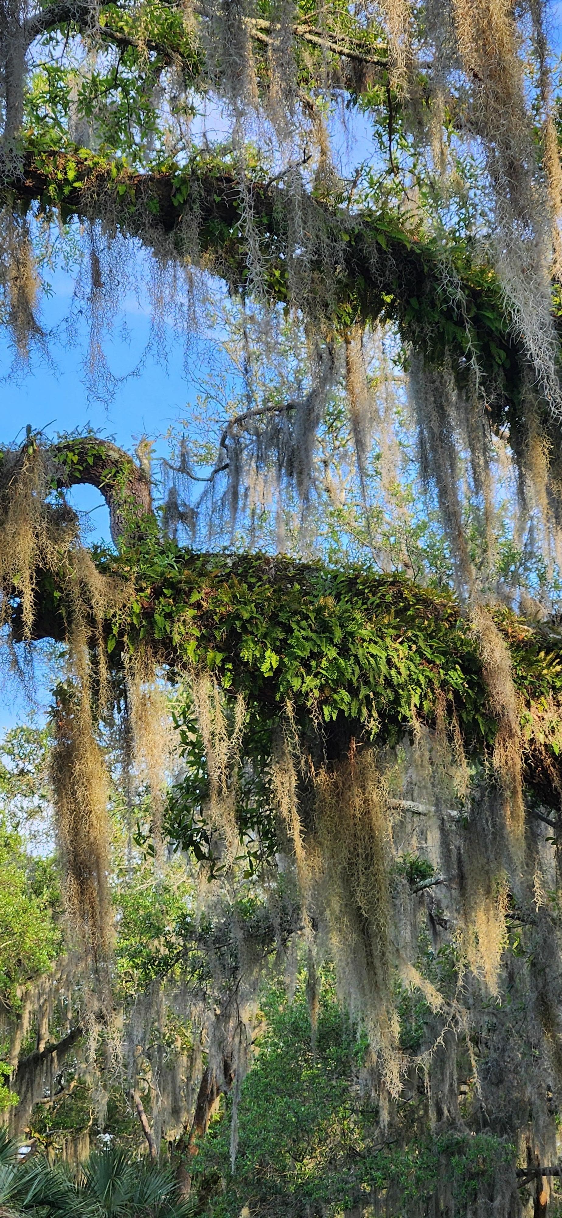 Spanish moss and ferns growing on tree branches.