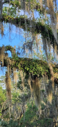 Spanish moss and ferns growing on tree branches.
